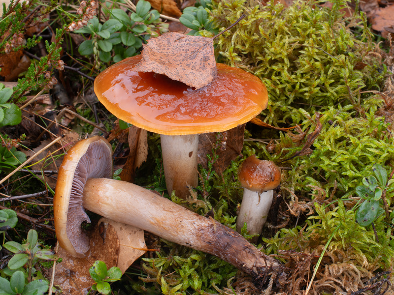 Cortinarius oreoborealis